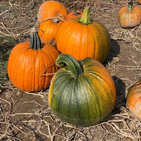 Meet your Posher, Shii - Picture 1 of 1